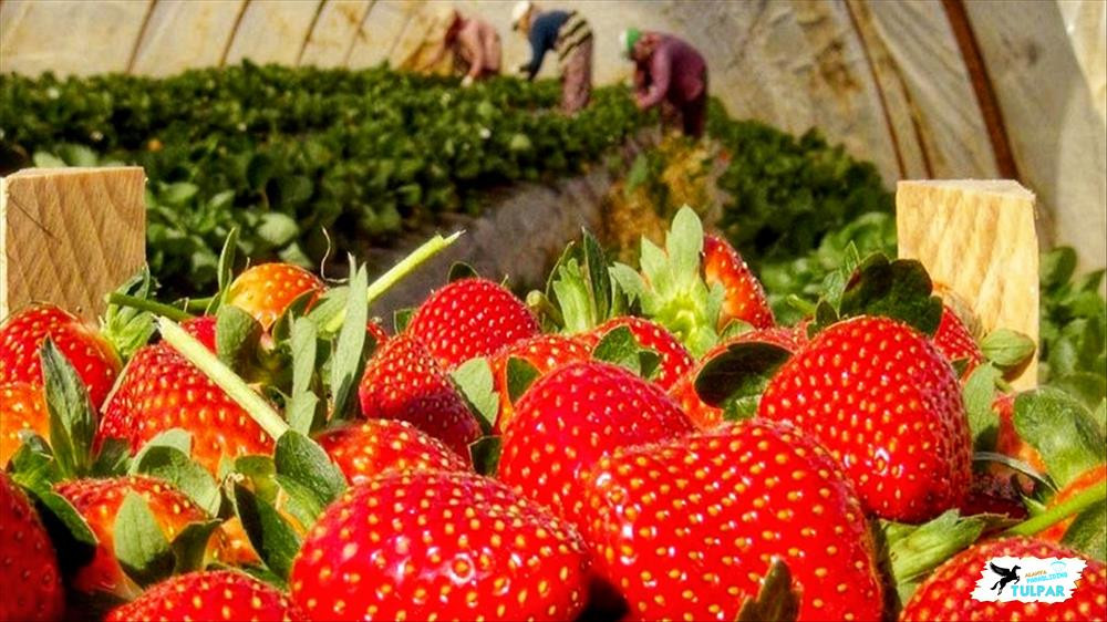 In Alanya the beginning of the strawberry season